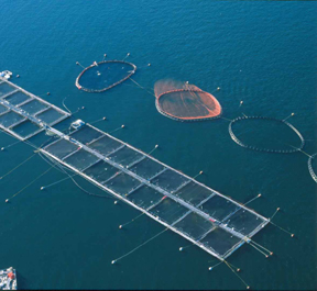 Fish Farm Picture